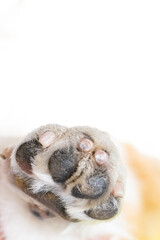 dog paw close up