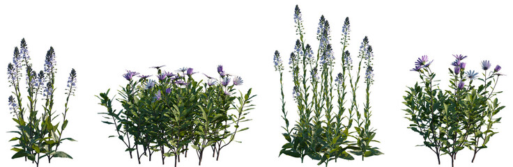Set of frontal Veronica gentianoides and Osteospermum fruticosum isolated png on a transparent background perfectly cutout high resolution