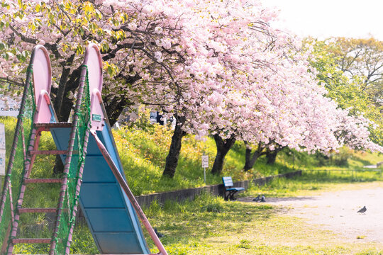 Spring cherry blossoms in the park