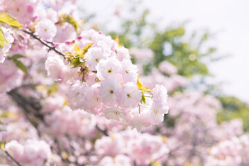 Close-up of double cherry blossoms(Yaesakura)