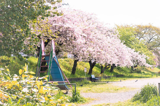 Spring cherry blossoms in the park