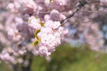 Close-up of double cherry blossoms(Yaesakura)