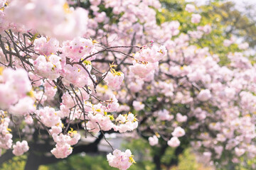 Close-up of double cherry blossoms(Yaesakura)