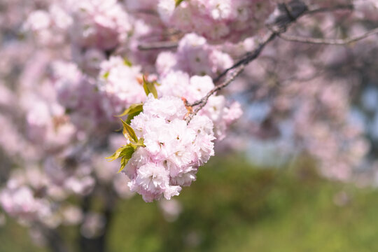 Close-up of double cherry blossoms(Yaesakura)
