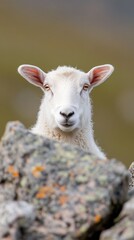 Fototapeta premium Close-up of a curious sheep peering from behind a rock in a mountainous landscape during daylight hours