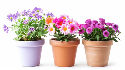 beautiful potted flowers plants on white background