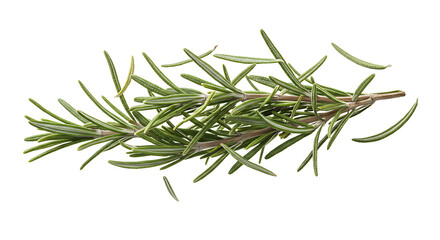 Fototapeta premium 4K Top View Natural Fresh Rosemary Sprig, View, Vibrant Green