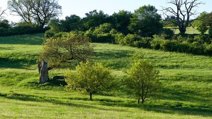 Archaische Landschaft mit alten Eichen im Vogelsberg.