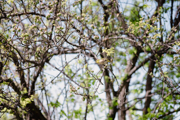 A Japanese white-eye perched on a plum tree