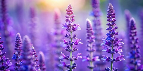 Obraz premium Purple Salvia Flower Closeup, Bottom View - Minimalist Botanical Photography