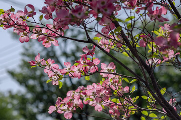 Dogwood flowers shining through the sunlight