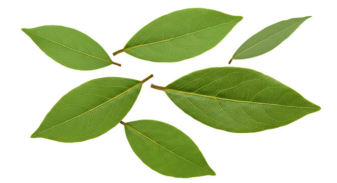 4K Top View Natural Fresh Bay Leaves, View, Vibrant Green