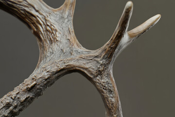 Fototapeta premium Highly detailed deer antlers, rough and textured with deep grooves and natural imperfections, evoking a natural wilderness look.