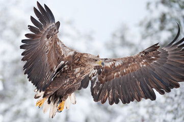 White-tailed eagle in flight wings wide open winter forest in background