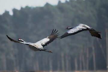 crane in flight
