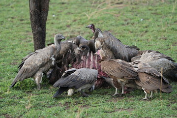vultures and other birds of prey eating a left over gnu wildebeest carcass in the serengeti national park