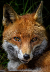 A close up of a watching Red Fox