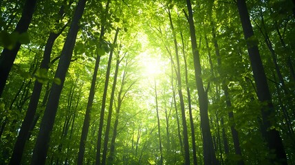 Fototapeta premium Forest Sunlight Through Lush Green Trees