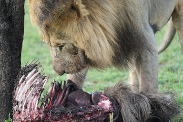 alpha lion eating a gnu carcass in the serengeti national park