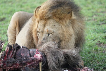 alpha male lion of a pride in the seerengeti national park. Alpha lion eating a wildebeest gnu...