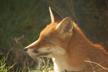 Red Fox Close-Up Profile