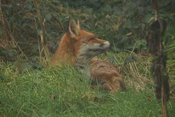 Resting Red Fox 2