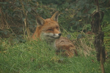Resting Red Fox 3