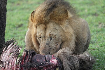 alpha male lion of a pride in the seerengeti national park. Alpha lion eating a wildebeest gnu carcass