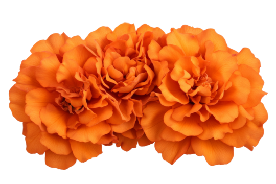 Bright orange flowers in a stunning display