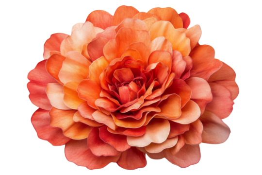 Orange layered flower in bloom