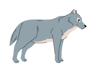 Wolf portrait, isolated wild carnivorous mammal with furry coat. Vector creature of Canis lupus dog family, hunting and living in pack. Forest woods canine animals, wildlife and natural fauna