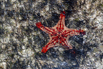 View of a beautiful starfish