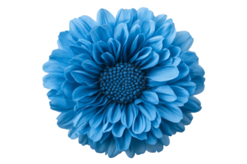 Bright blue flower blooming in full detail