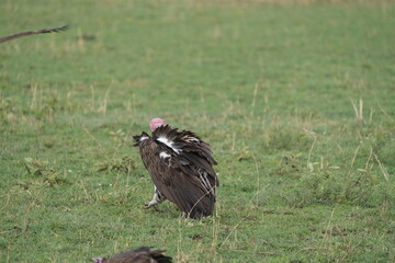 lappet-faced vultlure getting ready to eat in the serengeti national park tanzania