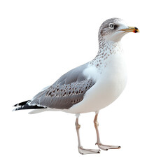 Naklejka premium Sea Gull isolated on transparent background, PNG