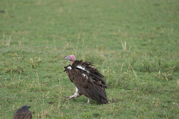 lappet-faced vultlure getting ready to eat in the serengeti national park tanzania