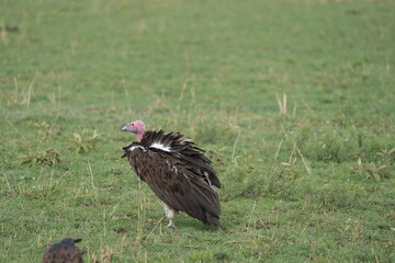 lappet-faced vultlure getting ready to eat in the serengeti national park tanzania
