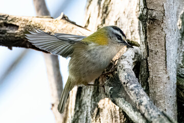 Un Fiorrancino (Regulus ignicapilla) appollaiato su un ramo, con le ali parzialmente spiegate appena prima di spiccare il volo.