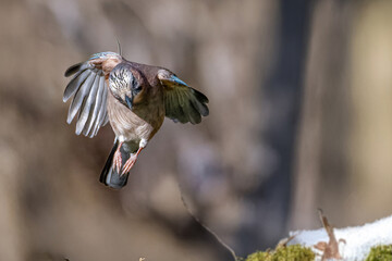 Una ghiandaia (Garrulus glandarius) in volo mentre si prepara ad atterrare.