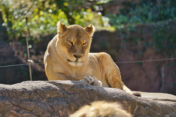 King of the Beasts Female lion at Osaka Tennoji Zoo in Osaka
