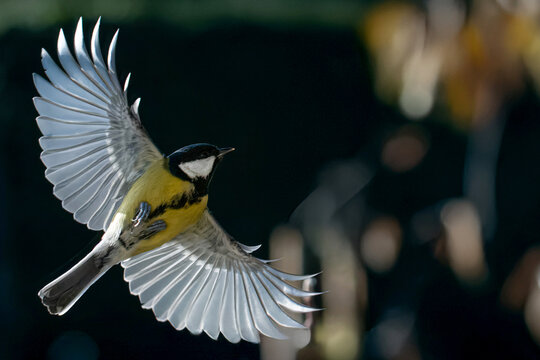 Una cinciallegra (Parus major) in volo con le ali spiegate si prepara ad atterrare sul ramo su cui intende appollaiarsi.