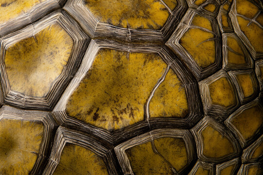 Macro shot of sea turtle shell texture, smooth yet bumpy with intricate, natural patterns and earthy tones.