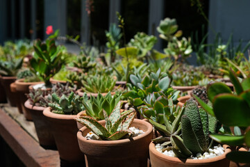 Succulents in terracotta clay and concrete pots. Collection of potted plants. Sale of plants