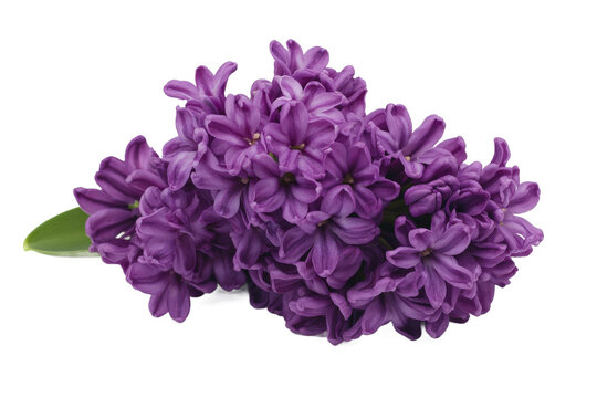 Stunning bouquet of vibrant lilac flowers