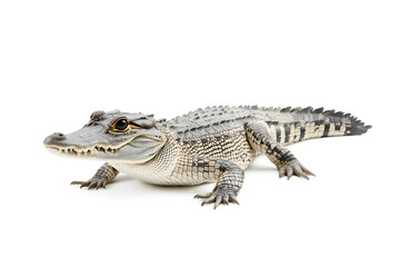 Naklejka premium Crocodile isolated on white background