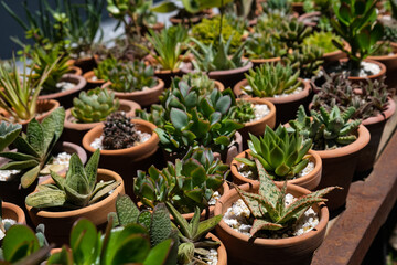 Succulents in terracotta clay and concrete pots. Collection of potted plants. Sale of plants