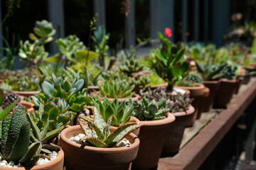 Succulents in terracotta clay and concrete pots. Collection of potted plants. Sale of plants