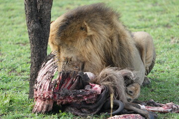 male lion (king of the savanna) eating a wildebeest carcass, gnu carcass, in the serengeti national...