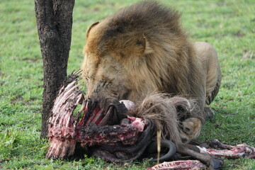 male lion (king of the savanna) eating a wildebeest carcass, gnu carcass, in the serengeti national...