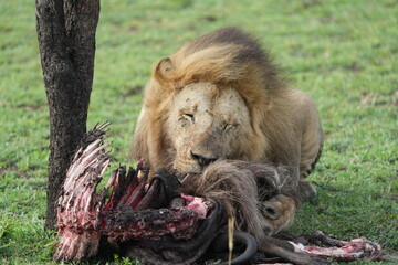 male lion (king of the savanna) eating a wildebeest carcass, gnu carcass, in the serengeti national...